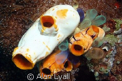 A collection of sea squirts - Canon EOS350D; EF-S 18-55mm... by Alan Lyall 